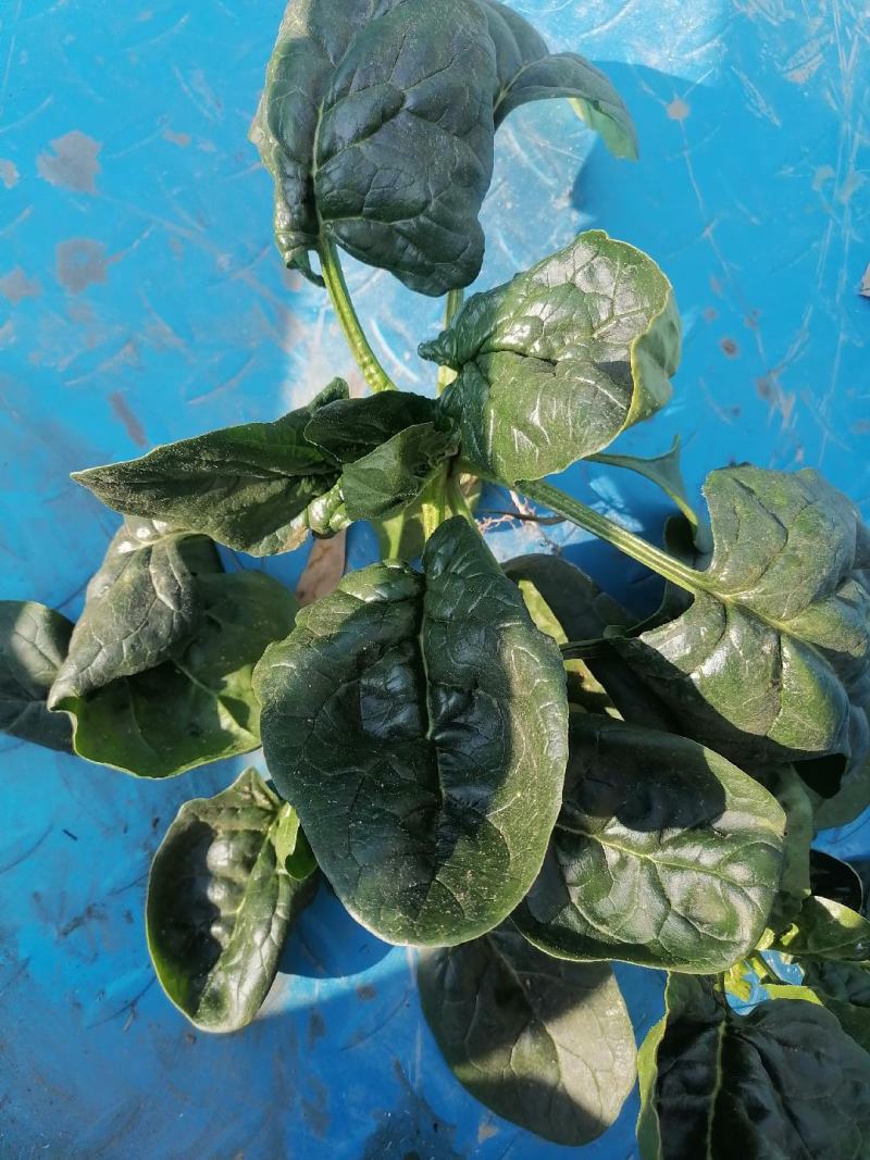 趴地菠菜