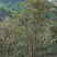 山茶油