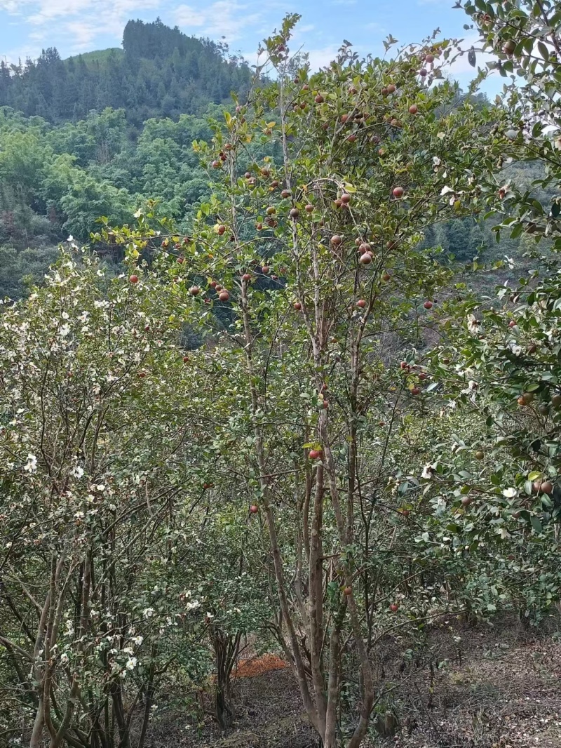 山茶油