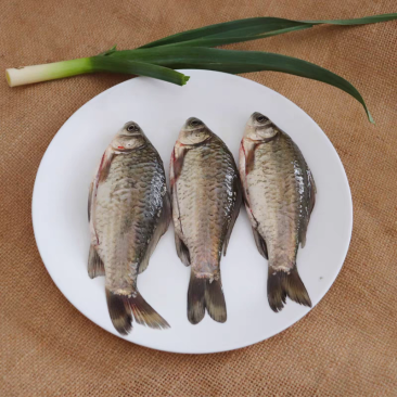 藕塘鲫鱼