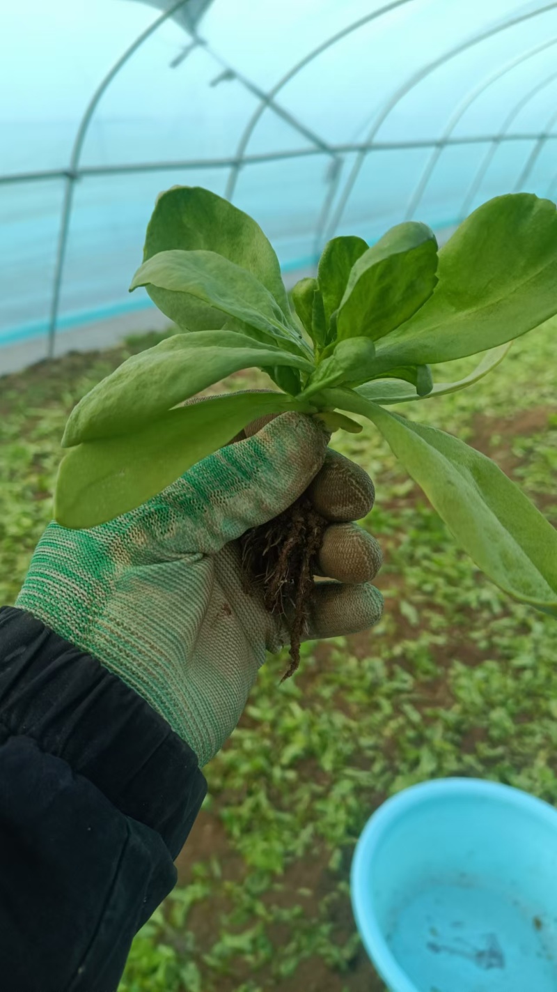 大叶茼蒿