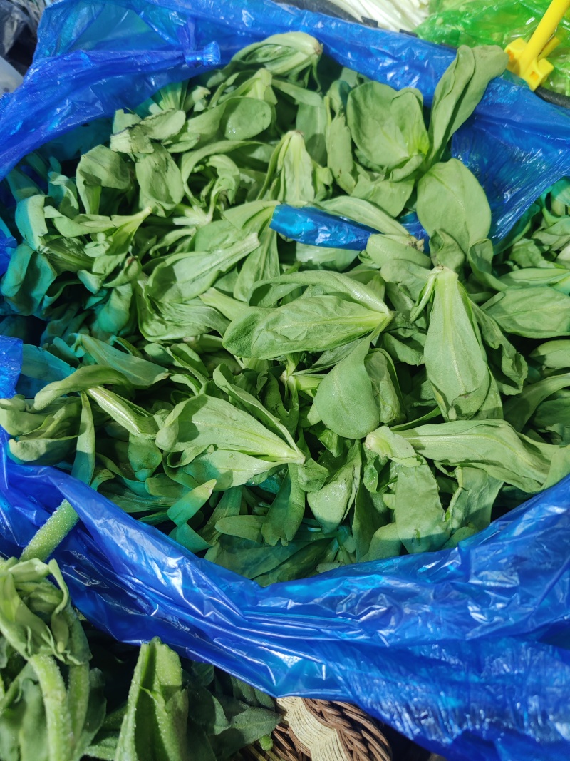 大叶茼蒿