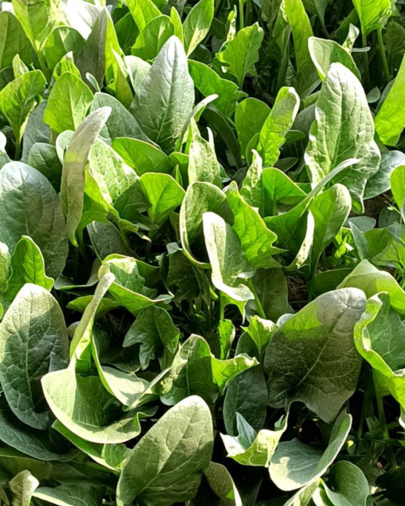 菠菜