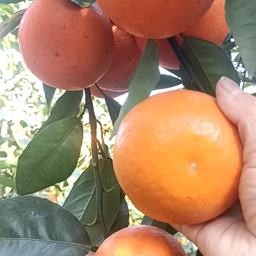 沃柑
