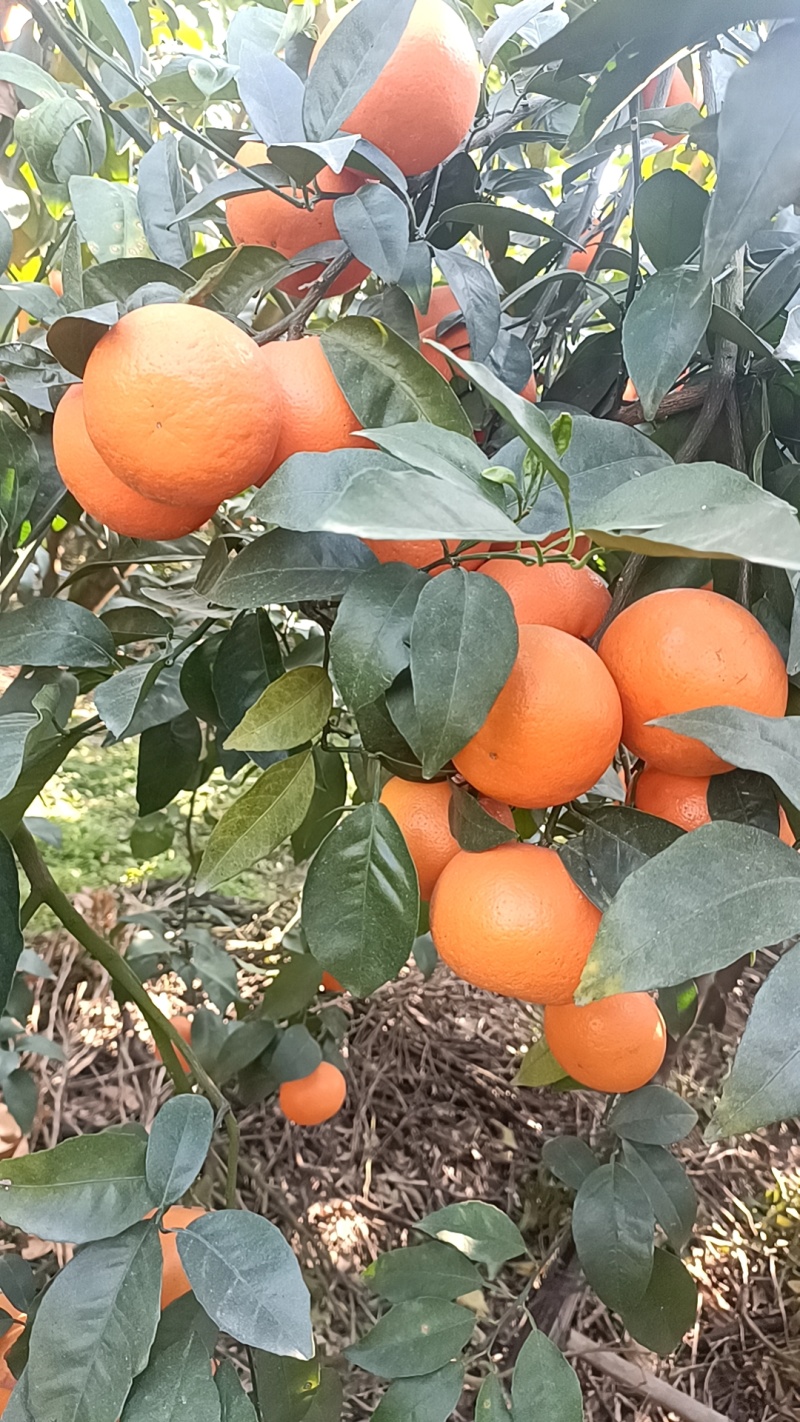 沃柑