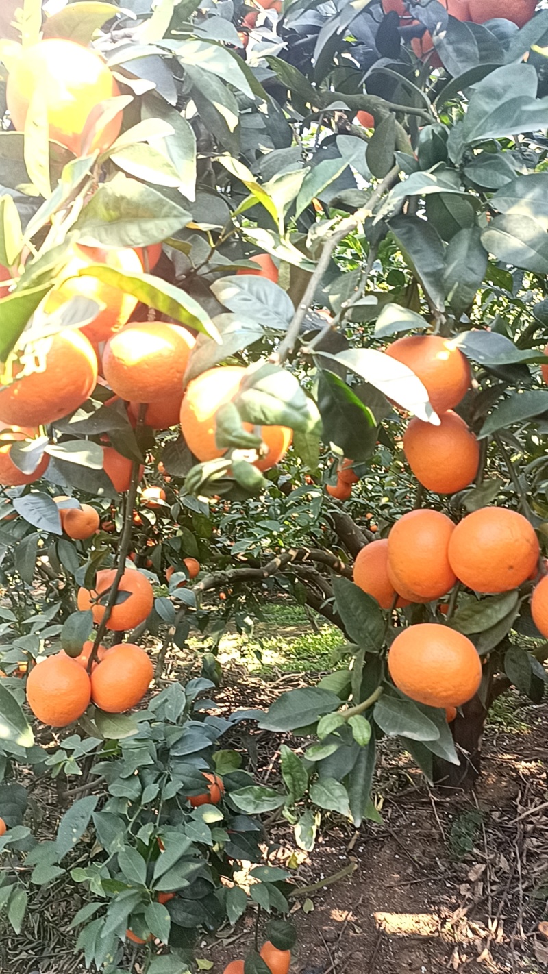 沃柑