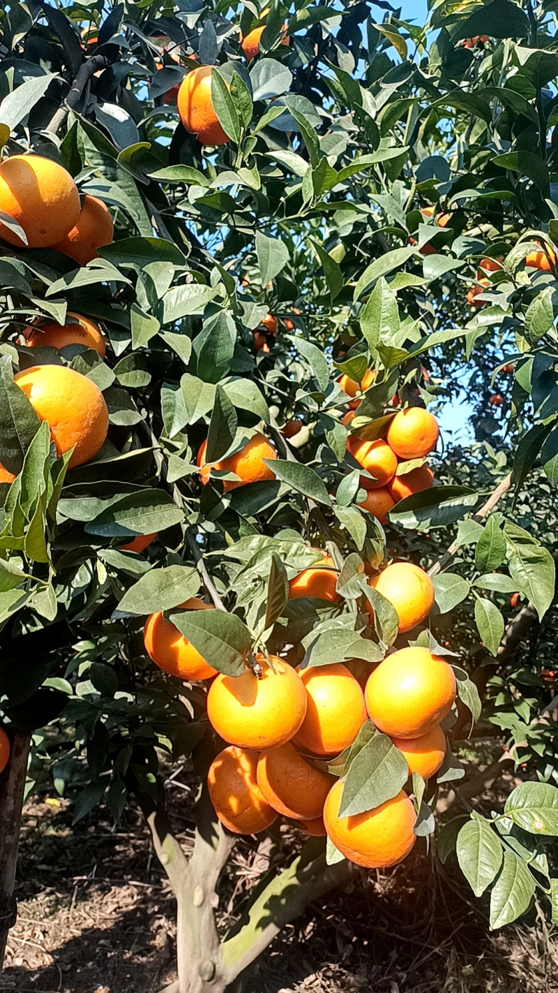 沃柑