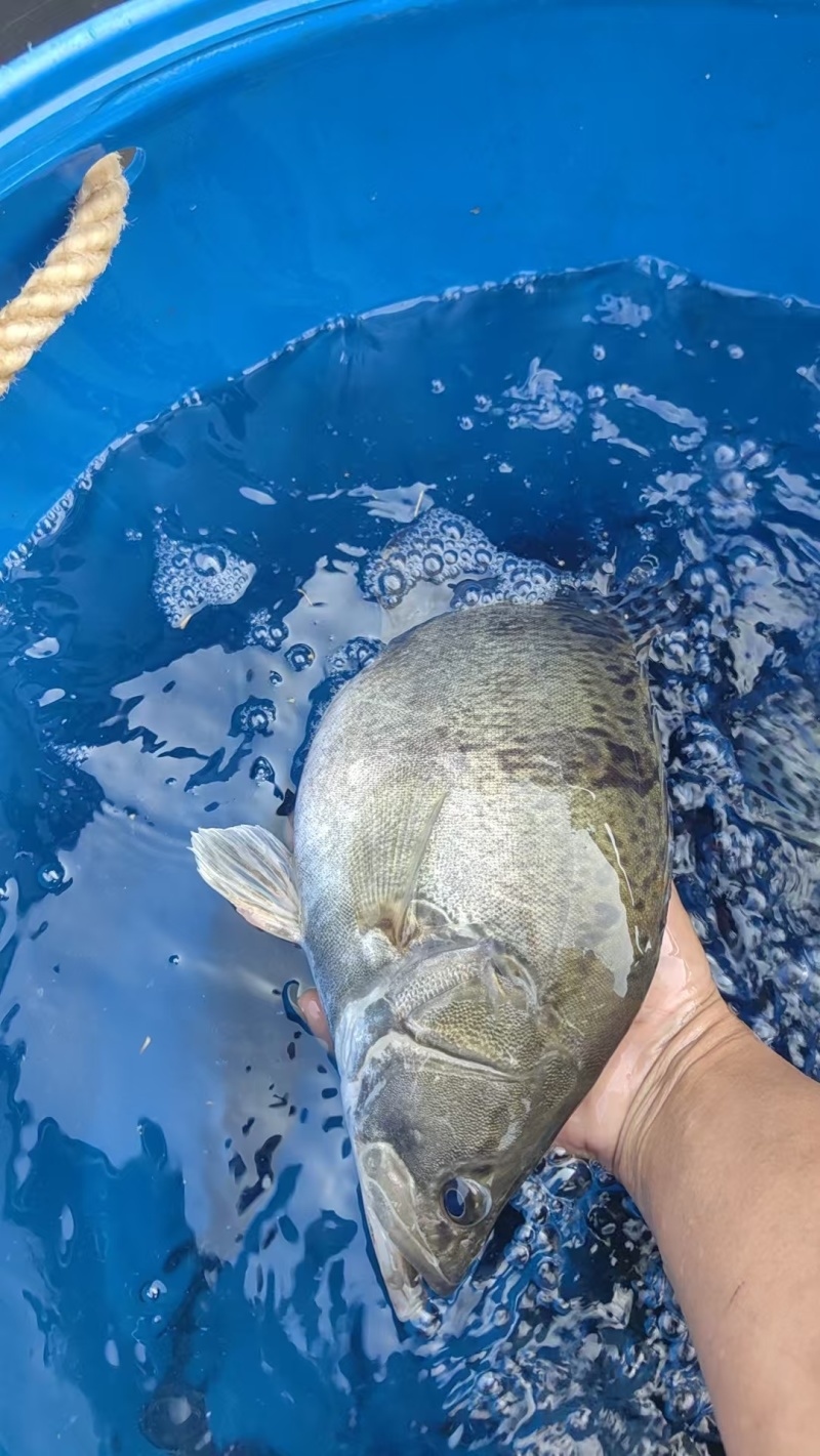 水库生态桂花鱼，鳜鱼