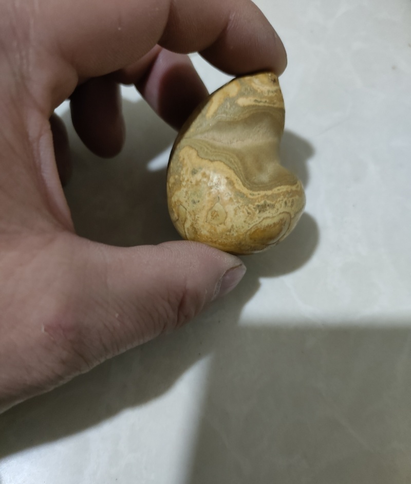 羊结石（羊宝）