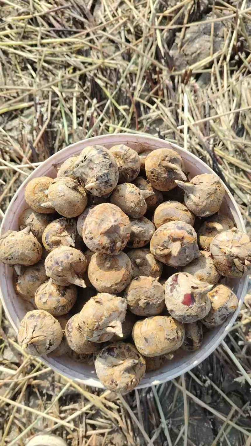 通货，果头8个一斤，平均11.2个一斤，甜度够，化渣，