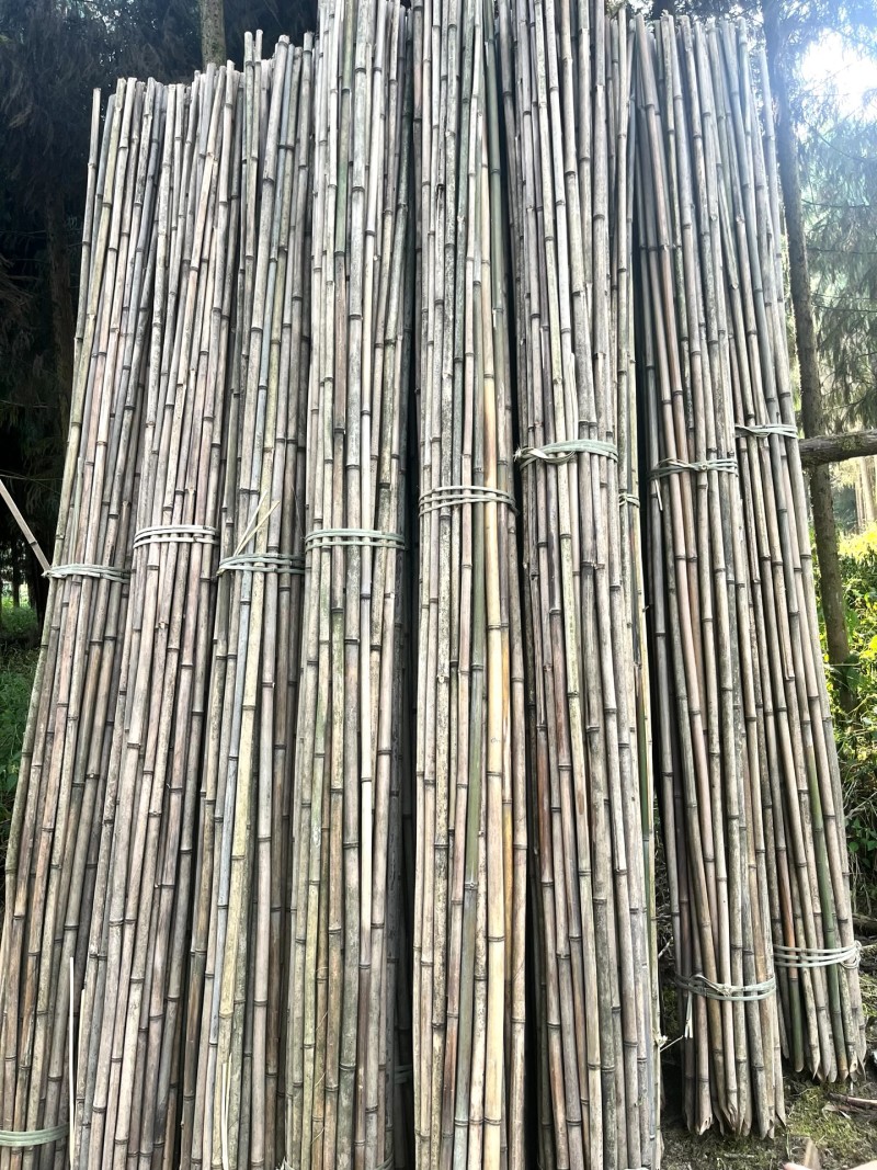种植用竹子厘竹，苦竹，黄金竹，撑蕉竹，豆角，冬瓜种植使用
