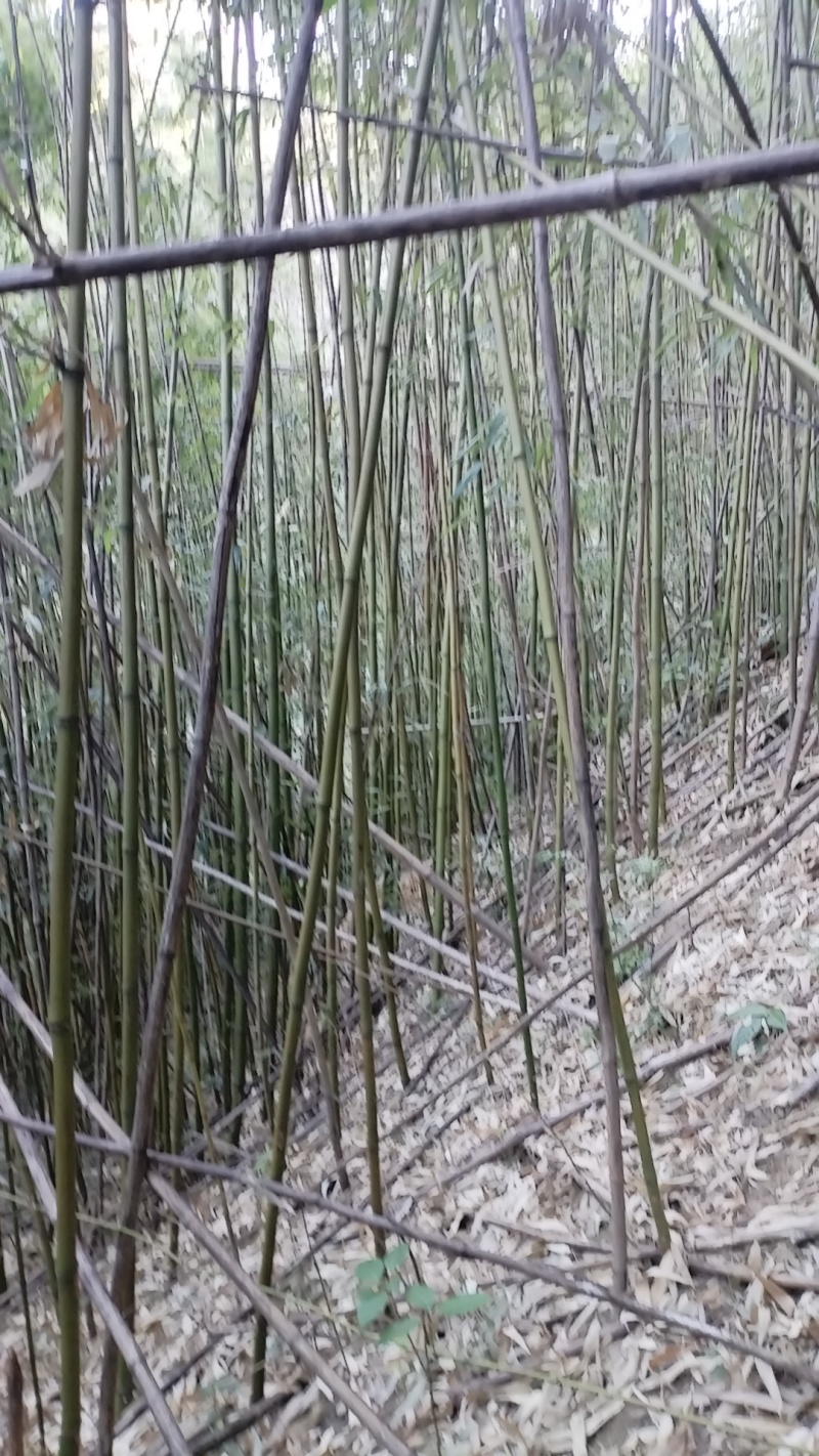 种植用竹子厘竹，苦竹，黄金竹，撑蕉竹，豆角，冬瓜种植使用