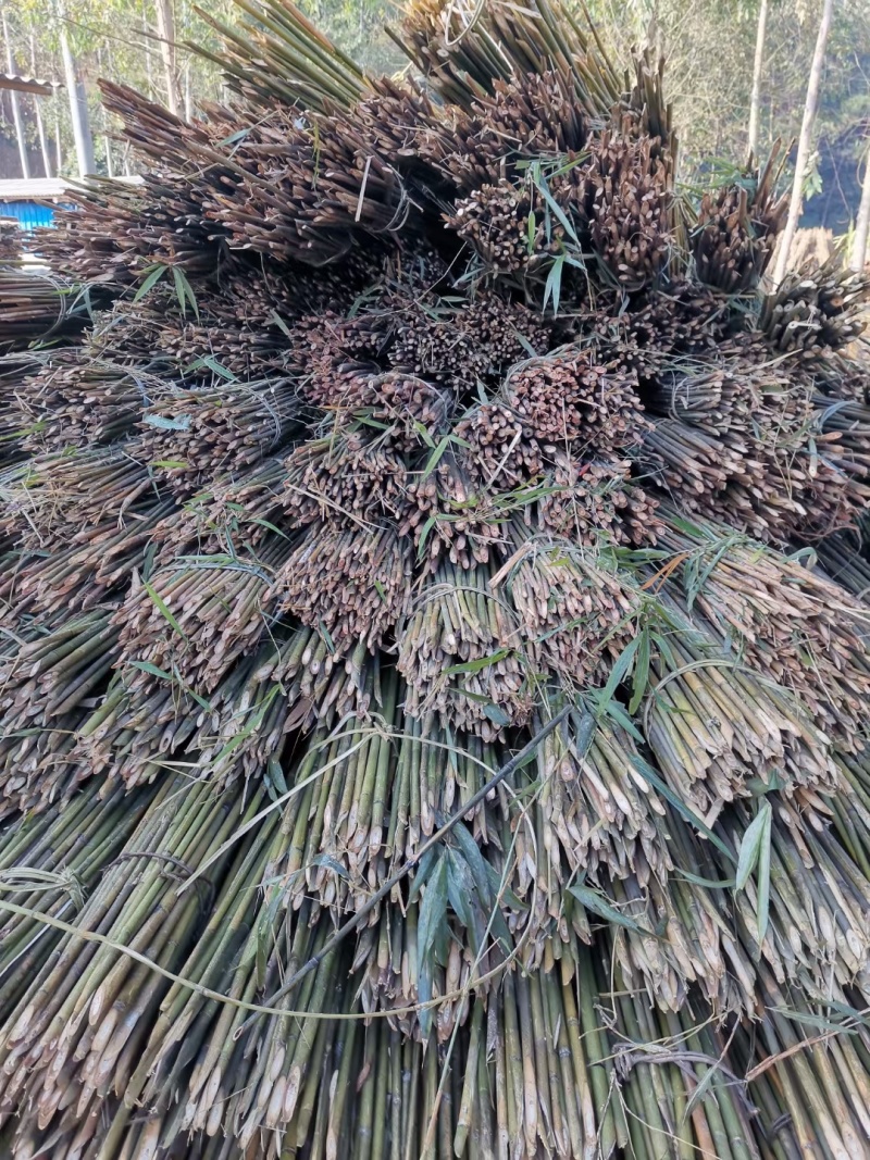 种植用竹子厘竹，苦竹，黄金竹，撑蕉竹，豆角，冬瓜种植使用