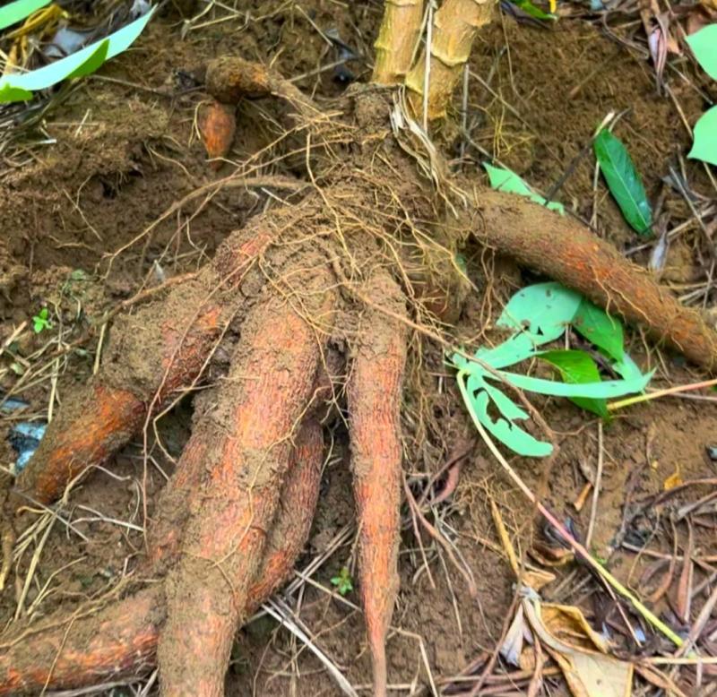 广西特产，黄心木薯5万斤