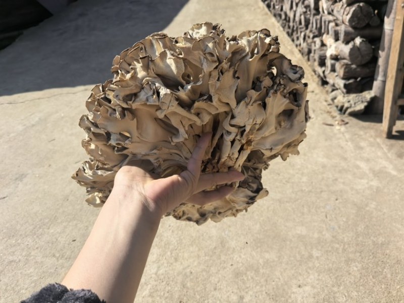 干灰树花，产地直发，代收，代发
