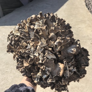 干灰树花，产地直发，代收，代发