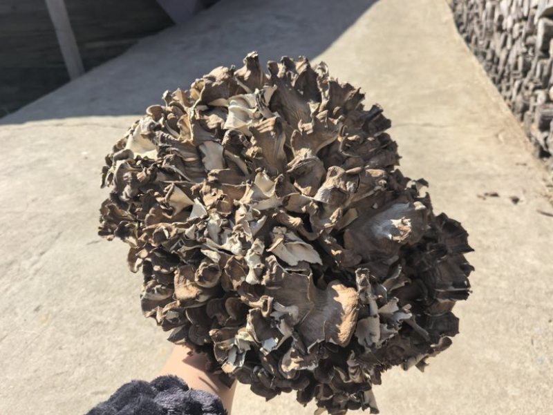 干灰树花，产地直发，代收，代发