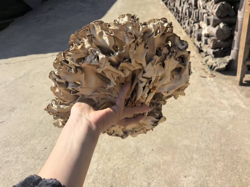 干灰树花，产地直发，代收，代发