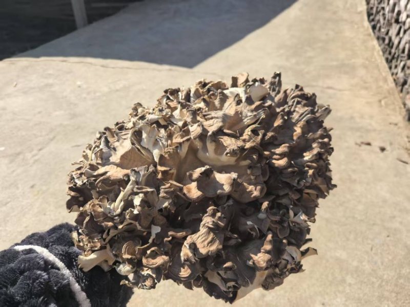 干灰树花，产地直发，代收，代发