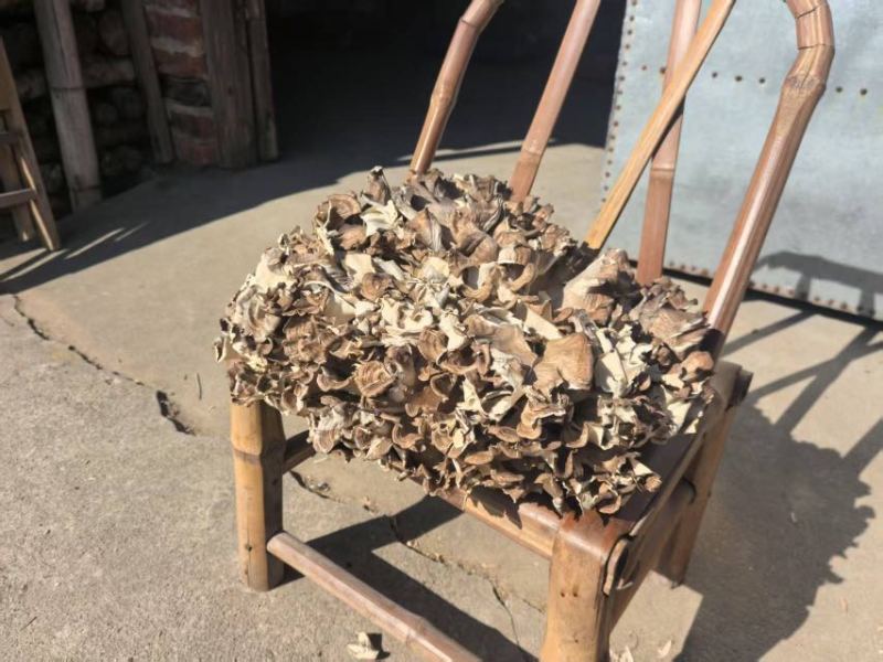 干灰树花，产地直发，代收，代发