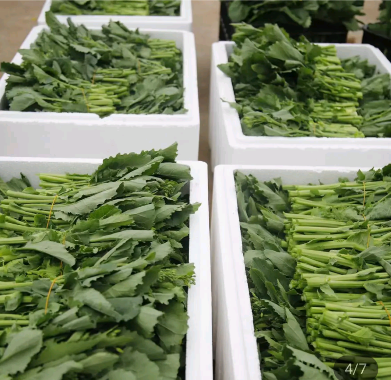油菜苔