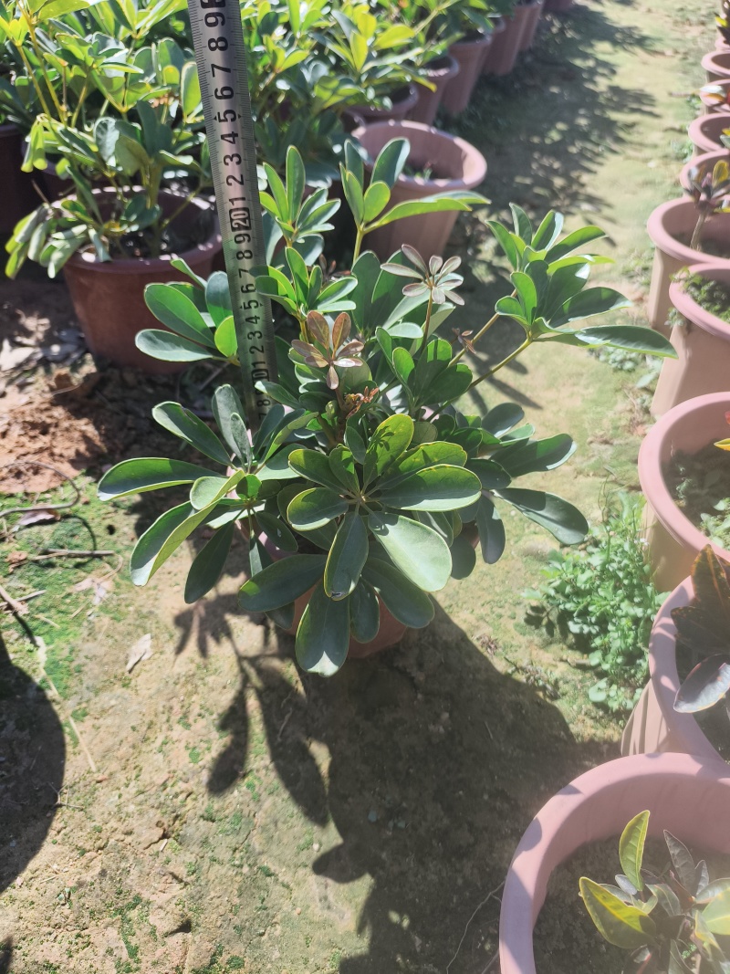 230鸭脚木盆苗