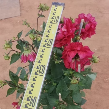 230大丽花，大红色