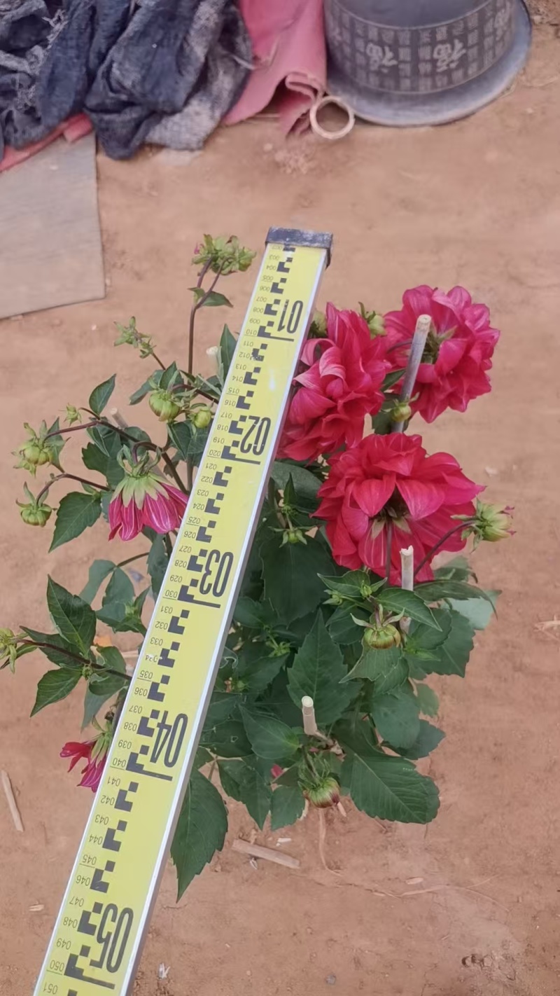 230大丽花，大红色