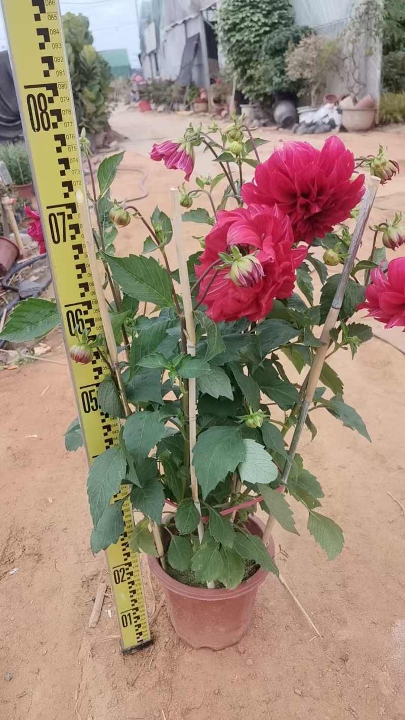 230大丽花，大红色