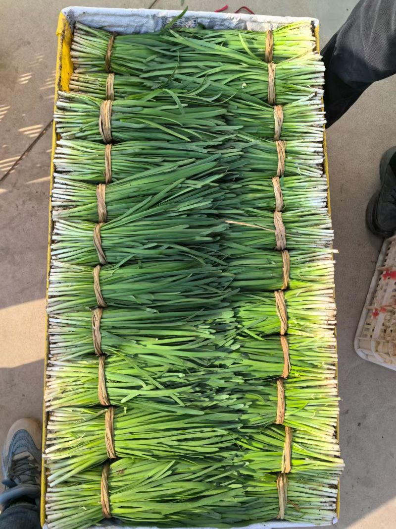 精品头刀二刀大量上市，欢迎老板咨询，合作共赢