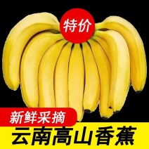 【甜糯香蕉】云南香蕉当季新鲜水果薄皮一整箱批发