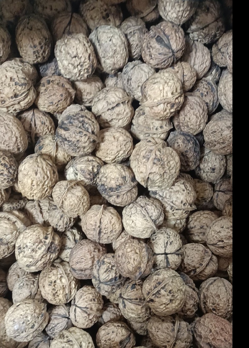 云南核桃
