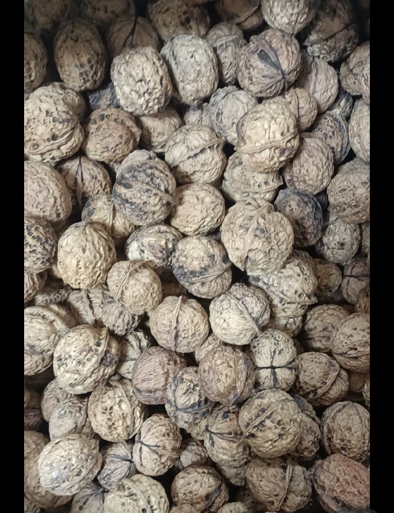 云南核桃