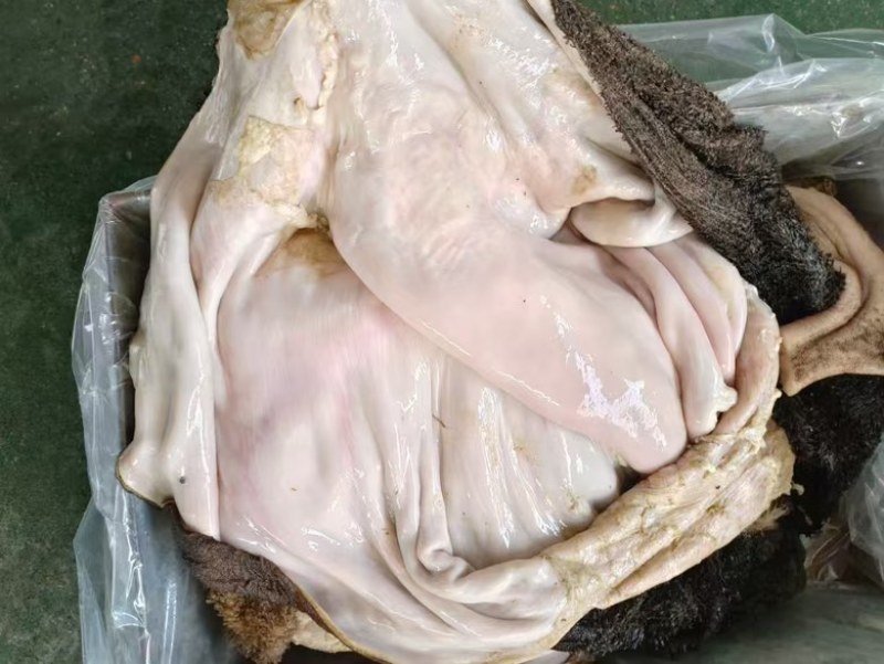 高质量的牛毛肚