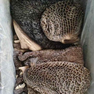 高质量的牛毛肚