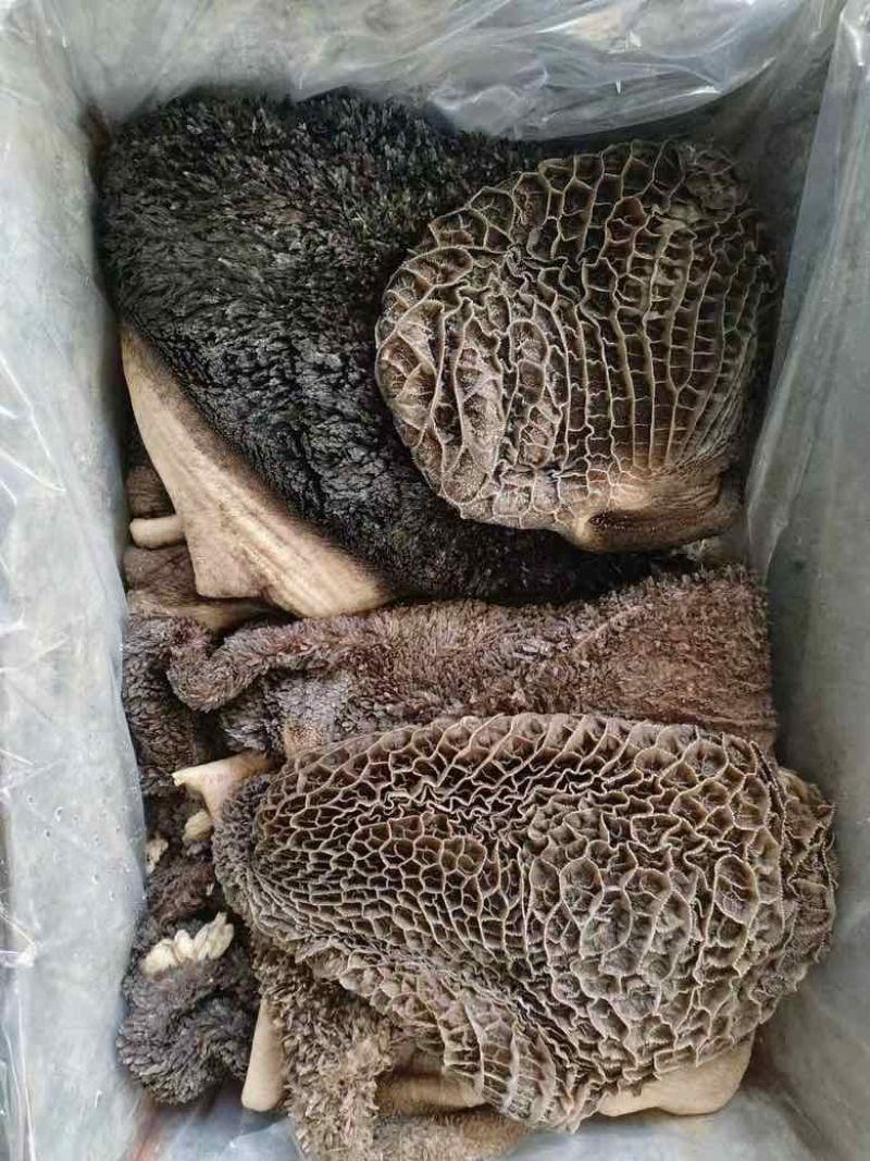 高质量的牛毛肚
