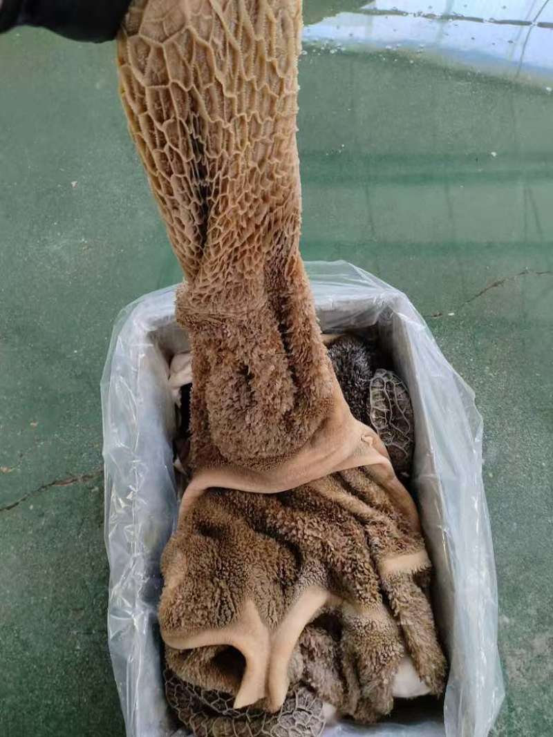 高质量的牛毛肚