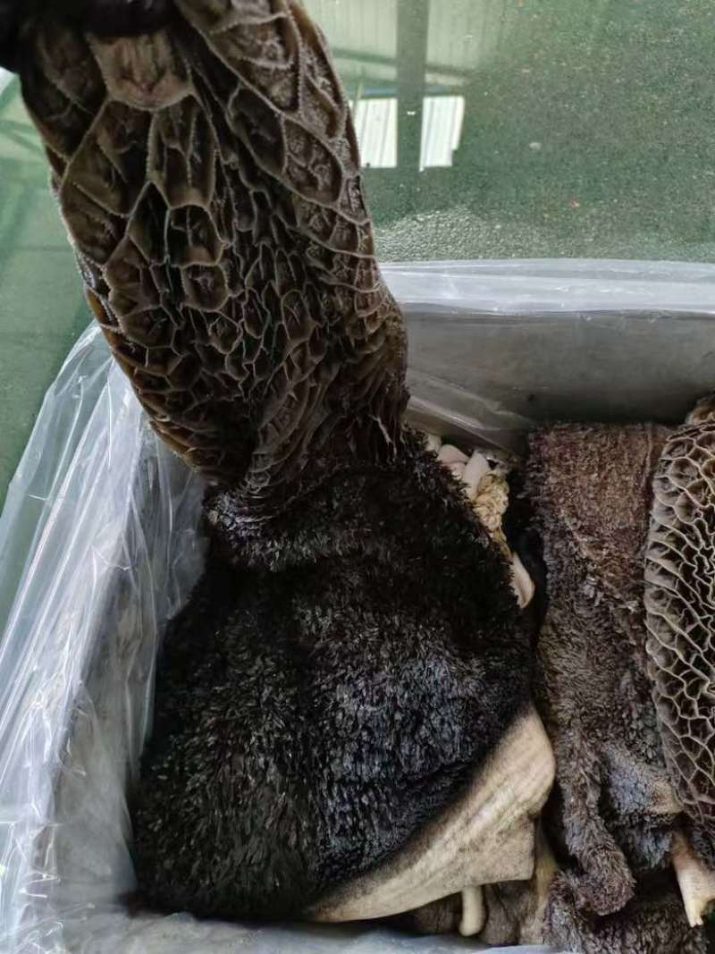 高质量的牛毛肚