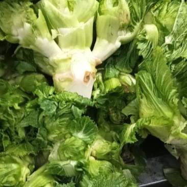 儿菜