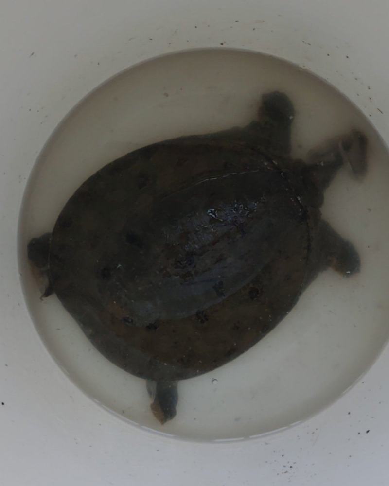 甲鱼
