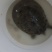 甲鱼