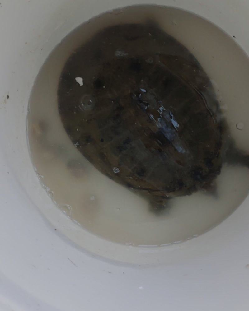 甲鱼