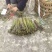 贵州高山蕨菜