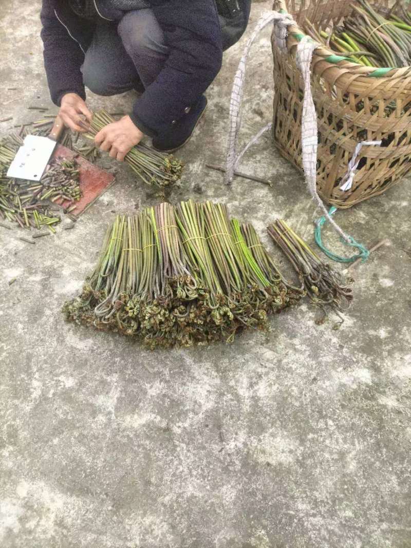 贵州高山蕨菜
