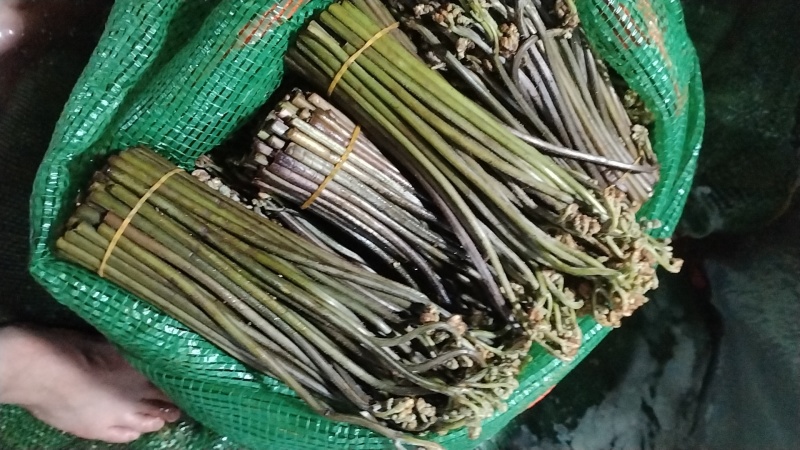 贵州高山蕨菜