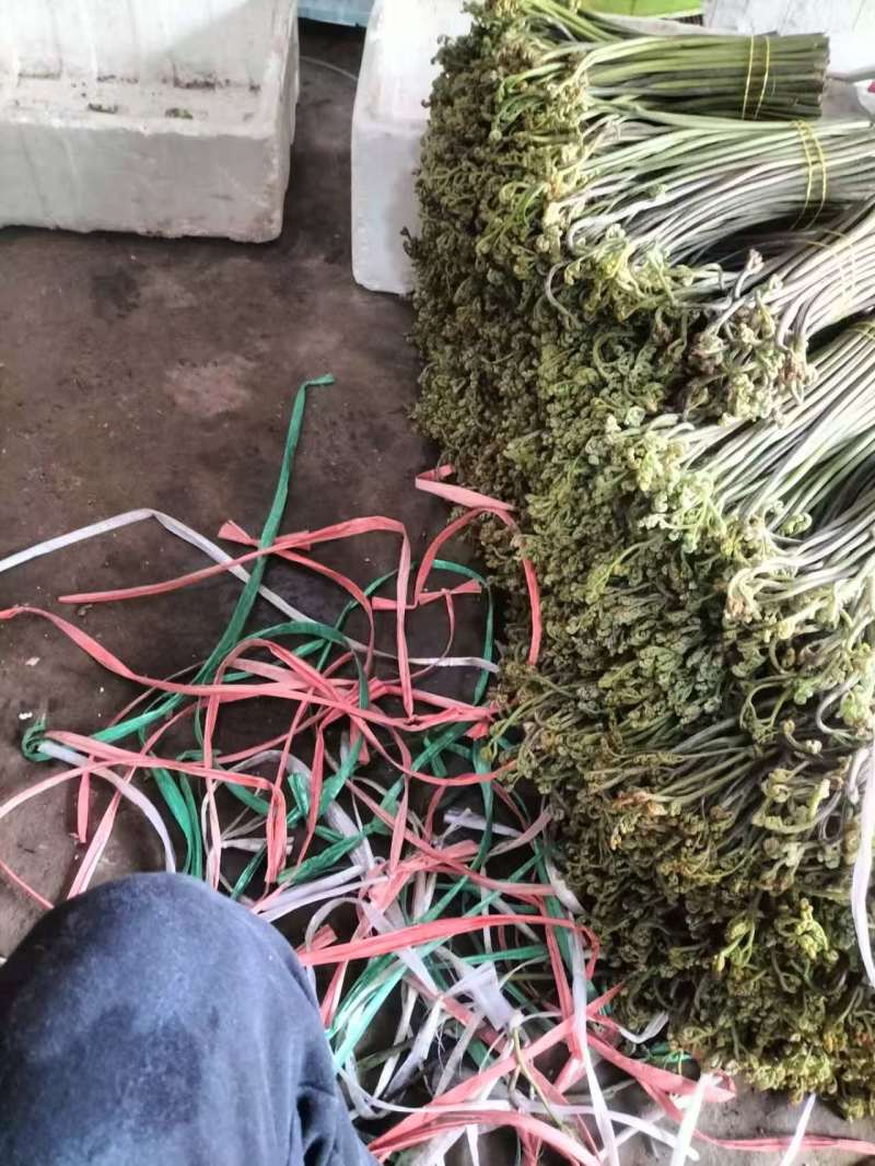 贵州高山蕨菜