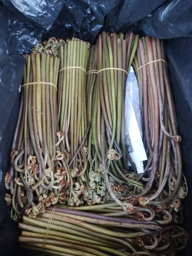 贵州高山蕨菜