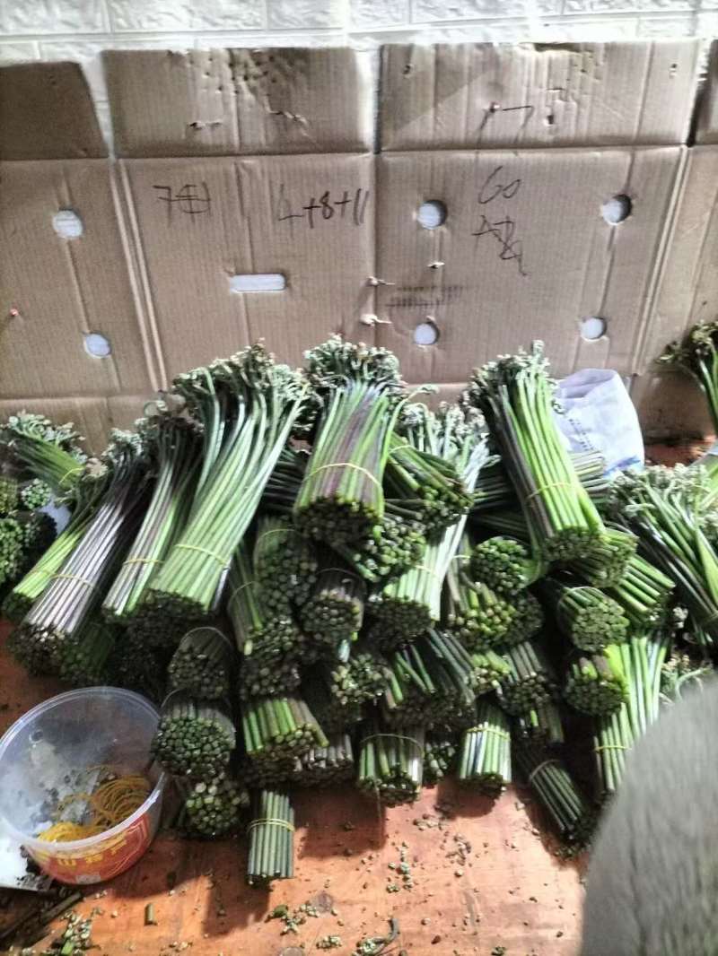 贵州高山蕨菜