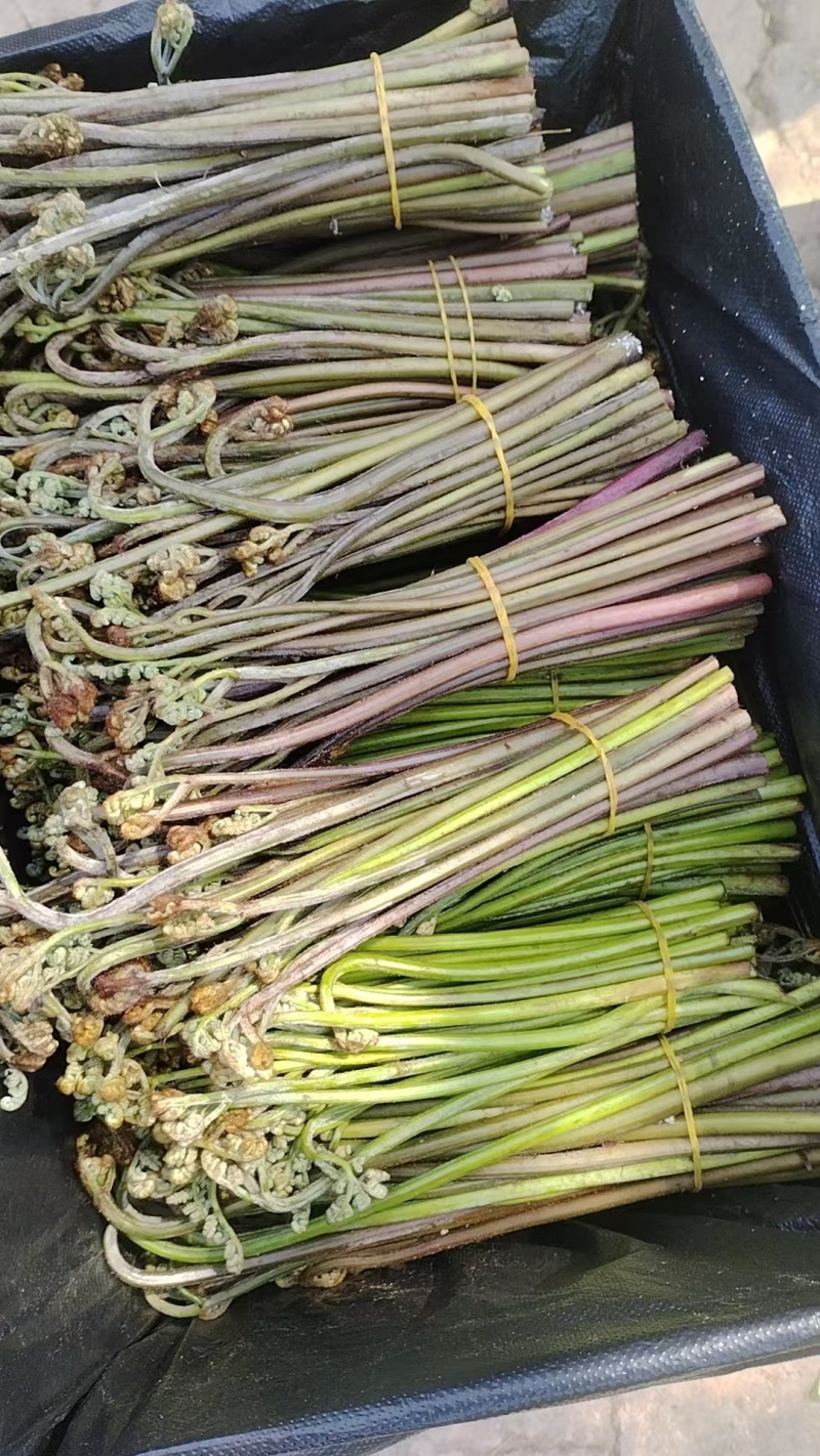 贵州高山蕨菜