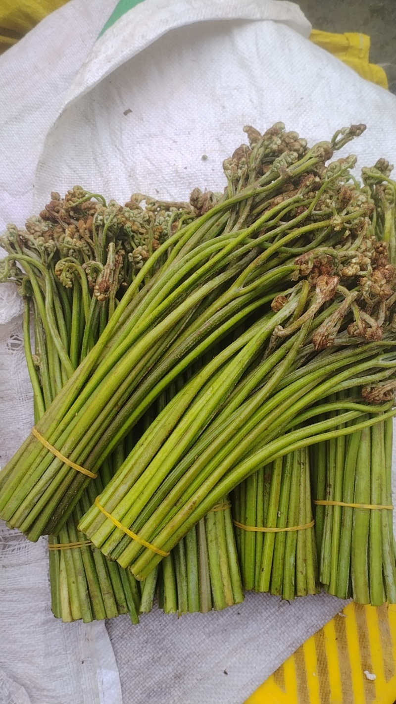 贵州高山蕨菜
